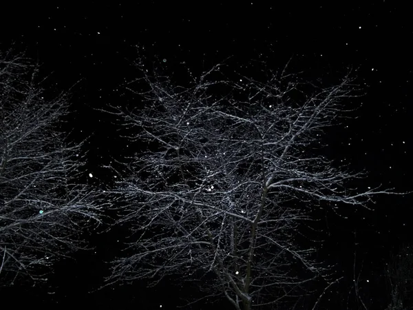 Sterrennacht hemel. De boom in de sneeuw 's nachts — Stockfoto