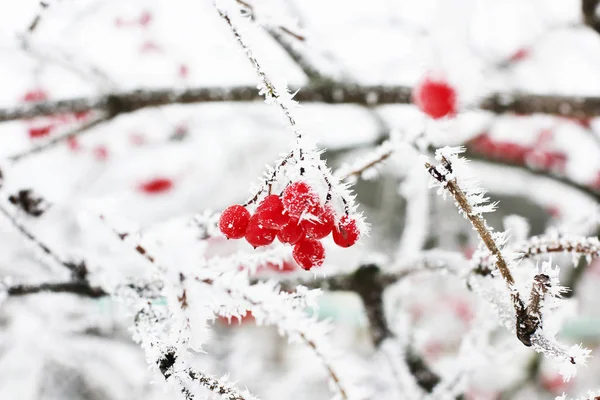 冬の凍結積雪下でガマズミ属の木。雪の中でガマズミ属の木。最初の雪 — ストック写真
