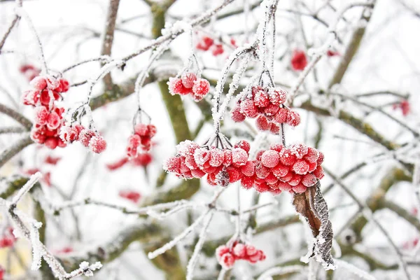 冬天冻荚雪下。荚在雪地里。第一场雪 — 图库照片