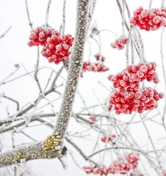 Winter bevroren Viburnum onder de sneeuw. Viburnum In de sneeuw. Eerste sneeuw — Stockfoto