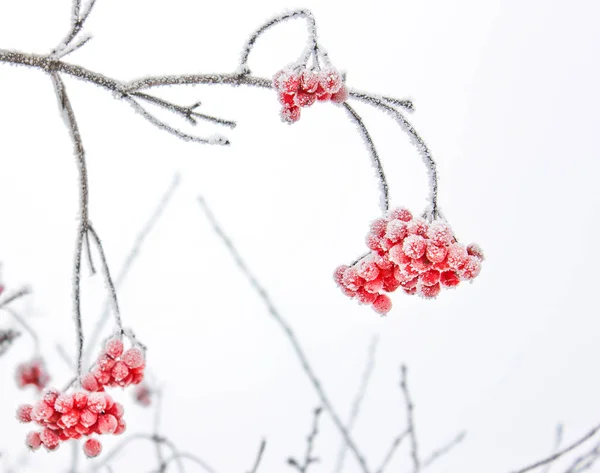 Inverno congelado Viburnum sob neve. Viburnum In The Snow. Primeira neve — Fotografia de Stock