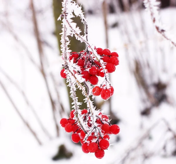 Зимний замороженный Вибурнум под снегом. Вибурнум в снегу. Первый снег — стоковое фото