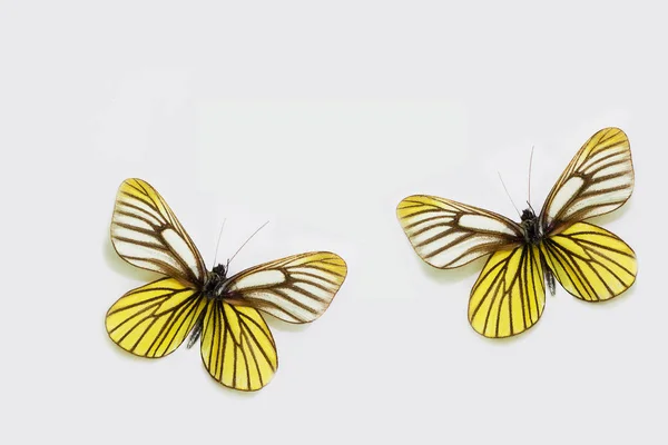 圆翅白蝶 黄色蝴蝶在白色背景 在白色的隔离和足够的空间为您的文本 — 图库照片