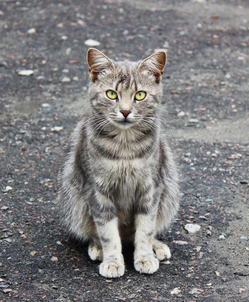 Красивая Кошка Сидит Тротуаре Серый Кот Красивыми Зелеными Глазами — стоковое фото
