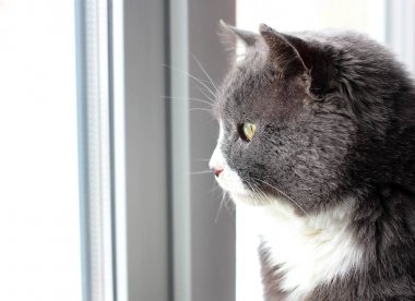 Pencereden dışarı bakan kedi.