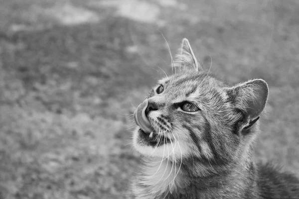 Kis Cica Nyalás Ajkak Gyönyörű Macska Fekete Fehér Fénykép — Stock Fotó