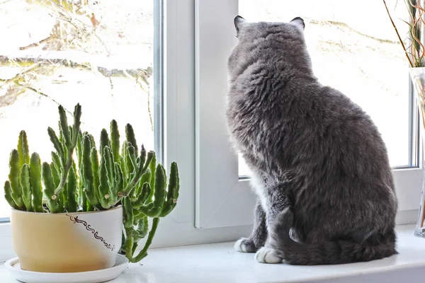 Cat Sits Window Cat Flowerpot Green Plant Window — Stock Photo, Image