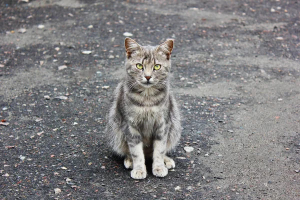 Beau Chat Assis Sur Trottoir Chat Gris Avec Beaux Yeux — Photo