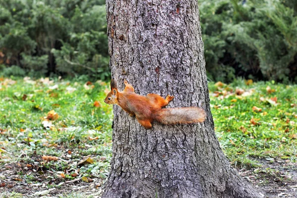 Περίεργη σκίουρος. Κόκκινο σκίουρο. Σκίουρος. Το φθινόπωρο. Το χειμώνα. Δάσος — Φωτογραφία Αρχείου