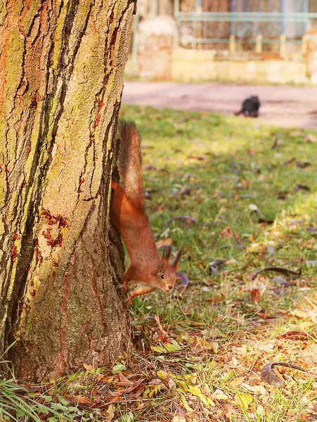 美丽的松鼠在树上 — 图库照片