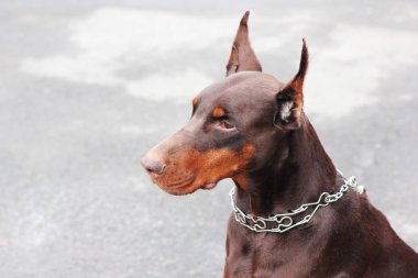 Brown Doberman portre fotoğrafı
