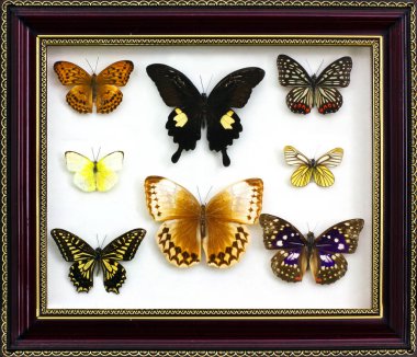 Kelebek temiz bir arkaplanda yakın plan çekiyor. Tahta çerçevede kelebek koleksiyonu