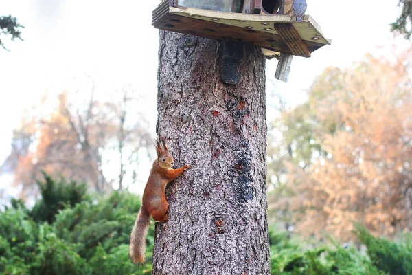 好奇的松鼠。红松鼠。松鼠。秋天。冬天。森林 — 图库照片