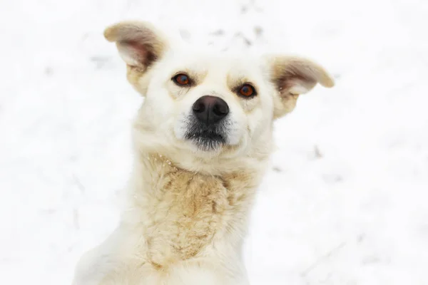 Beautiful white dog with bright eyes.