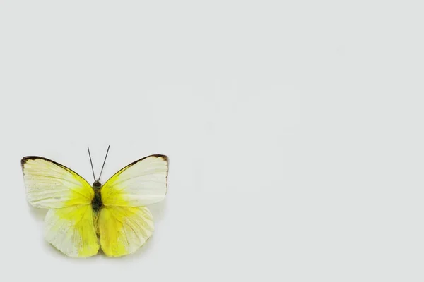 Primer Plano Mariposa Sobre Fondo Limpio — Foto de Stock