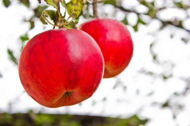 Ağaçtaki kırmızı elmalar