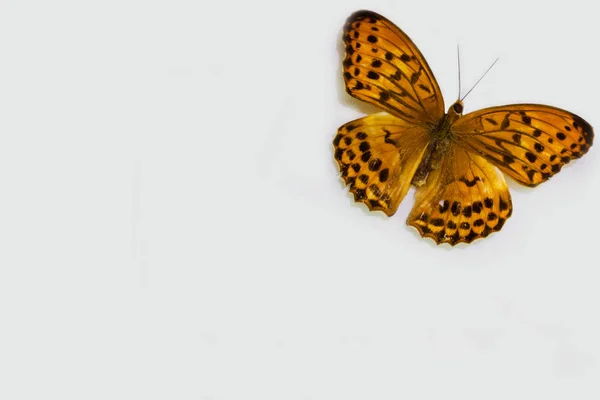 Крупный План Бабочки Чистом Фоне — стоковое фото