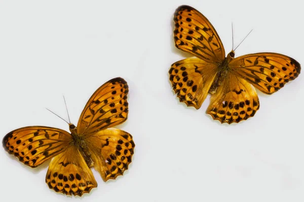 Primer Plano Mariposa Sobre Fondo Limpio —  Fotos de Stock