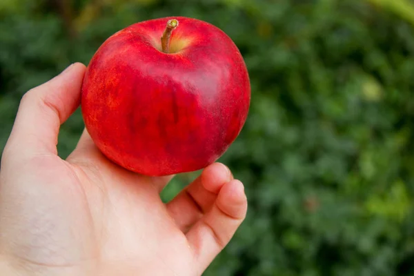 Красное Яблоко Руке — стоковое фото
