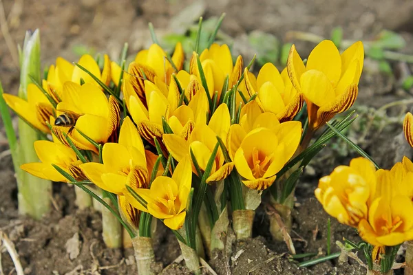 Цветы Желтые Крокусы Первые Цветы Цветы Саду Весна — стоковое фото