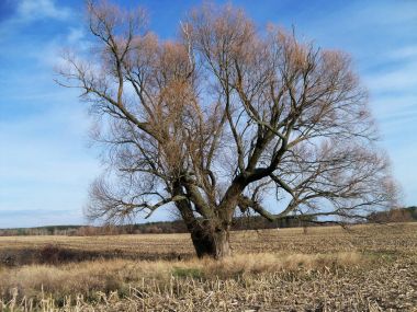 Yalnız ağaç alanında. Sonbahar. Kış. Soğuk. Soyut fotoğraf