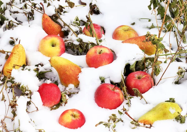 Apples and pears in the snow — Stock Photo, Image