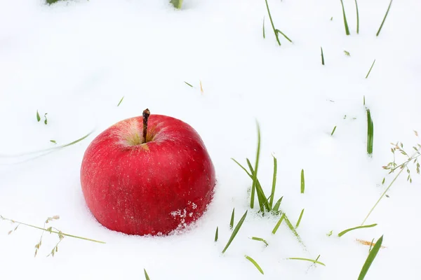 Apple karda. Kırmızı elma kar ve çim yakın çekim. — Stok fotoğraf