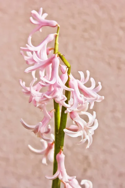 Piękne Kwiaty Garnku — Zdjęcie stockowe