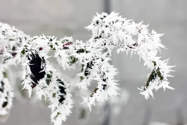 Nieve en las hojas. Escarcha. Frío. El invierno. Nieve —  Fotos de Stock