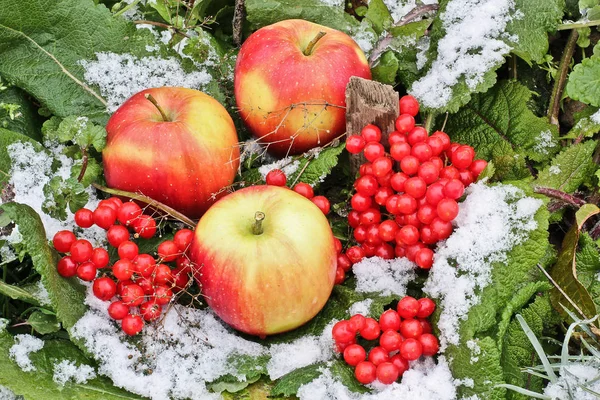 Apples on grass and snow