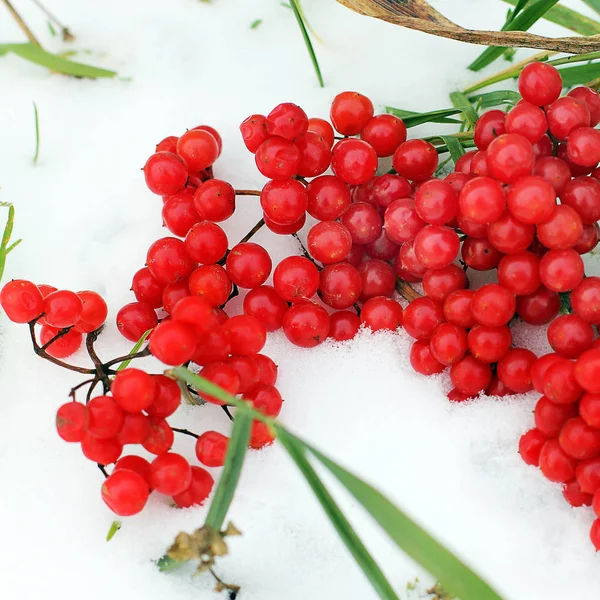 Winter gefrorenes Viburnum unter Schnee. viburnum im Schnee. — Stockfoto