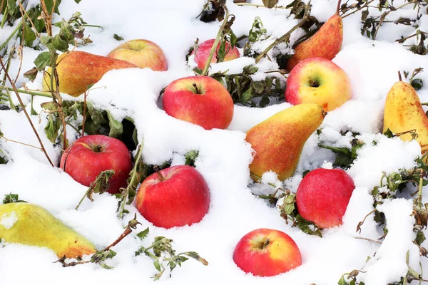 Apples and pears in the snow. Fruits on the snow. First snow. — Stock Photo, Image