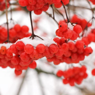Kar Altında Kış Donmuş Viburum.