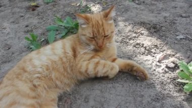 Sokaktaki kedi
