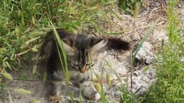 sokakta küçük kedi yavrusu