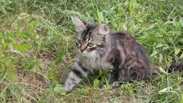 Pequeno Gatinho Rua — Vídeo de Stock