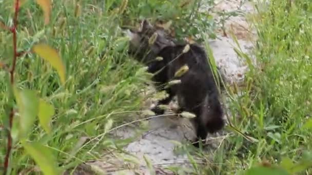 Pequeno Gatinho Rua — Vídeo de Stock