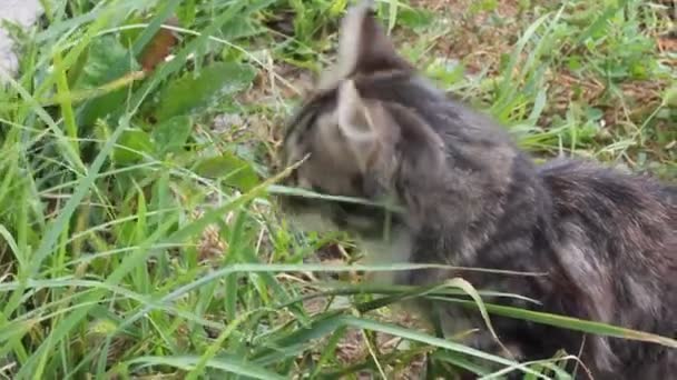 Mały Kotek Ulicy — Wideo stockowe