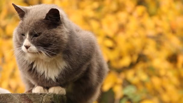 Gato Rua Fundo Árvores Amarelas — Vídeo de Stock