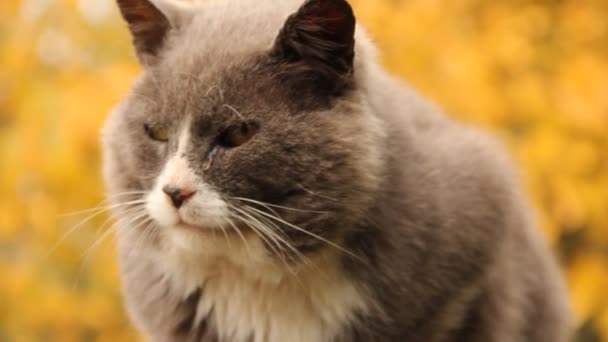 Gato Rua Fundo Árvores Amarelas — Vídeo de Stock