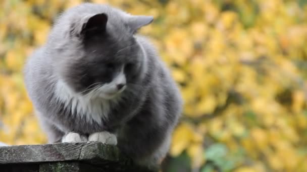 Gato Rua Fundo Árvores Amarelas — Vídeo de Stock