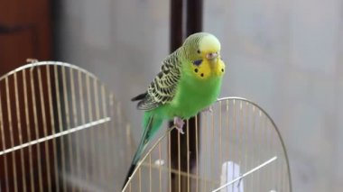 Budgerigar kafeste oturuyor.