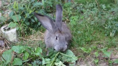 Tavşan ot yiyor.