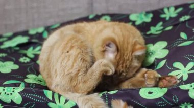 Güzel kırmızı kedi bir kanepede yatıyor.