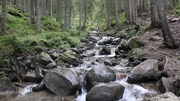  Cascade dans une forêt dans les montagnes