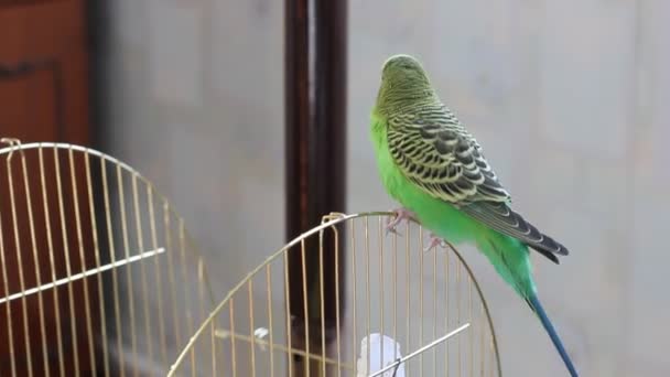 Budgerigar Seduto Una Gabbia — Video Stock