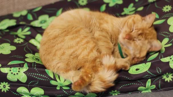 Piękny Czerwony Kot Leży Kanapie — Wideo stockowe