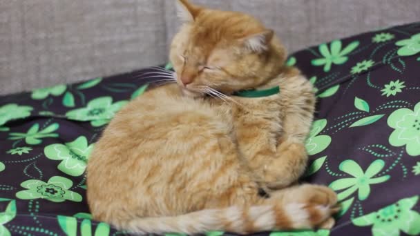 Piękny Czerwony Kot Leży Kanapie — Wideo stockowe