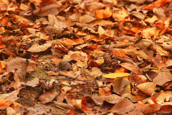 Fondo de hojas amarillas. Hermoso otoño —  Fotos de Stock