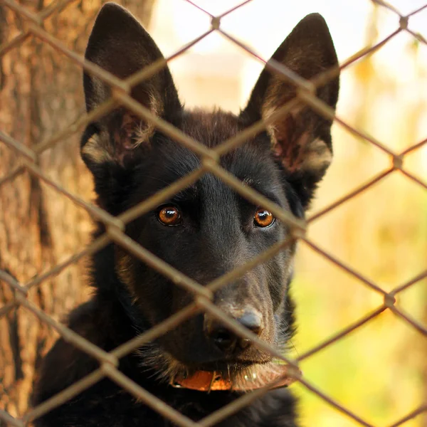 Black dog behind the net. Black shepherd dog